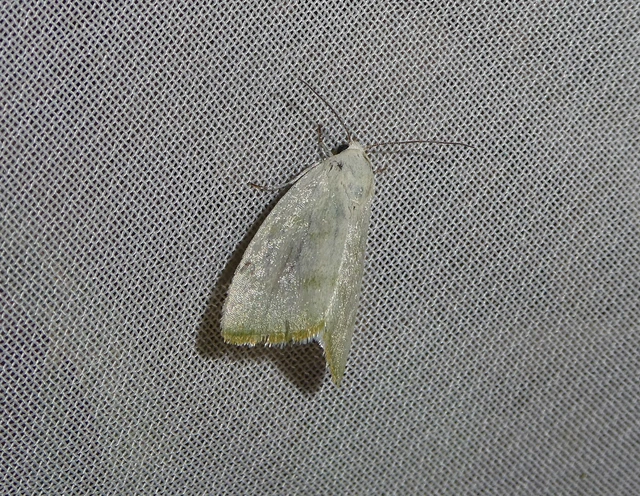 Earias vernana - nyárfa-zöldbagoly