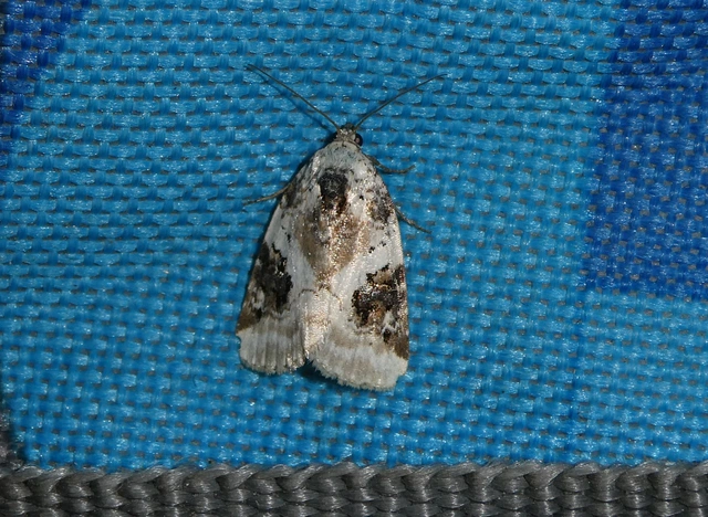 Pseudeustrotia candidula - fehéres apróbagoly