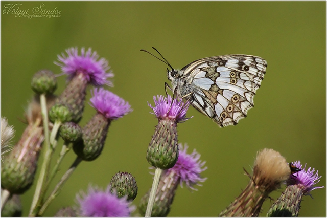 Melanargia galathea - sakktáblalepke