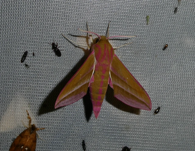 Deilephila elpenor - szőlőszender