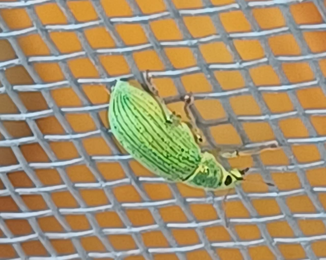 Polydrusus formosus - selymes lombormányos
