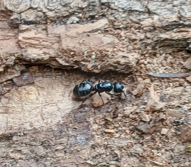 Camponotus vagus - fekete lóhangya