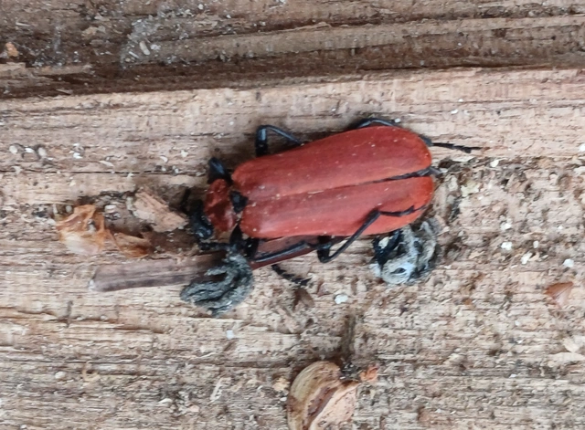 Pyrochroa coccinea - nagy bíborbogár