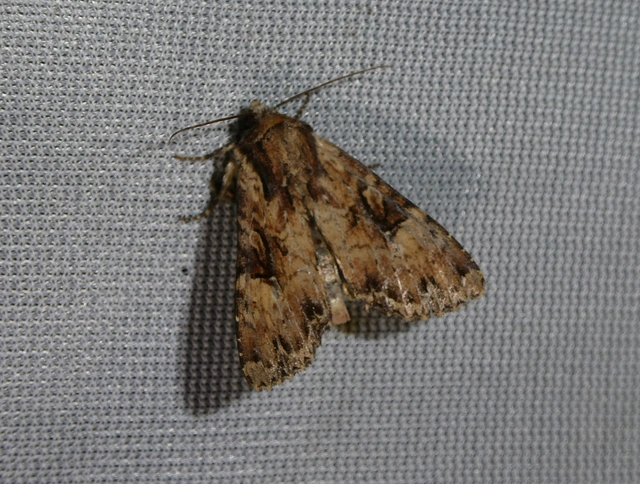 Apamea epomidion - vörösbarna dudvabagoly