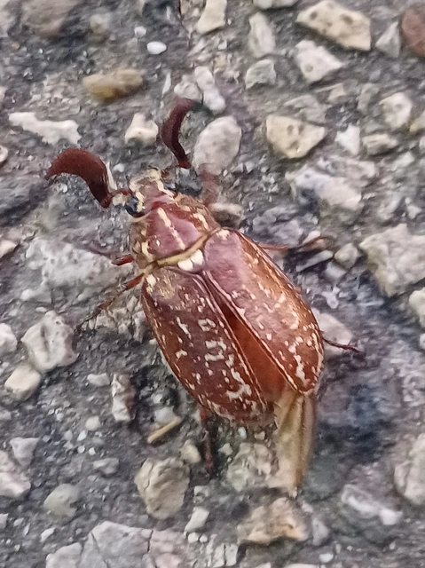 Polyphylla fullo - csapó cserebogár