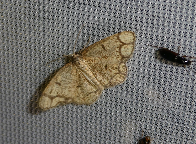 Stegania cararia - gyűrűs nyáraraszoló