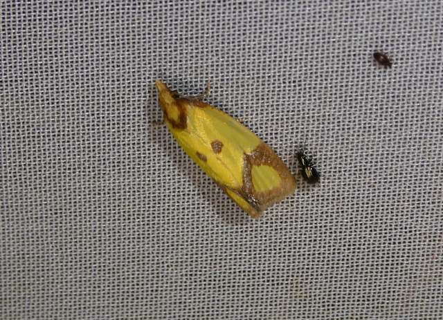 Agapeta zoegana - barnacsíkos sárgamoly