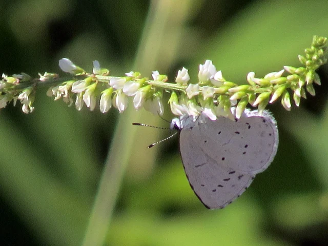 Celastrina argiolus - bengeboglárka