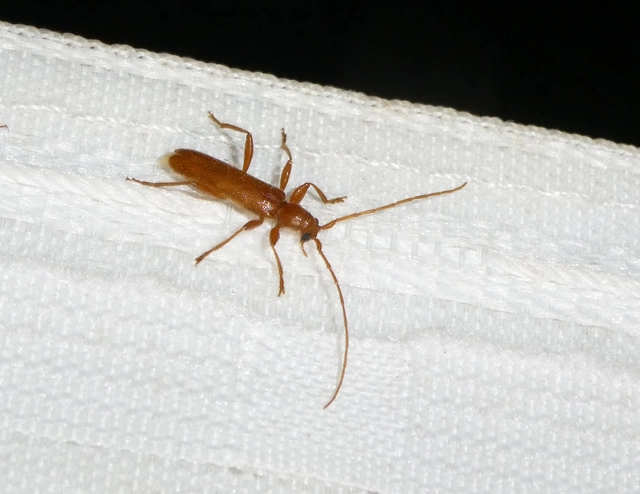 Axinopalpis gracilis - kecses selymescincér