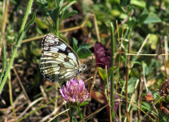 Melanargia galathea - sakktáblalepke