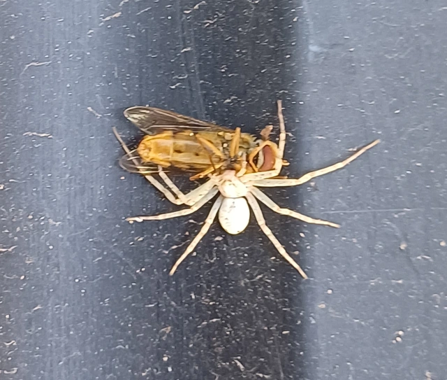 Philodromus