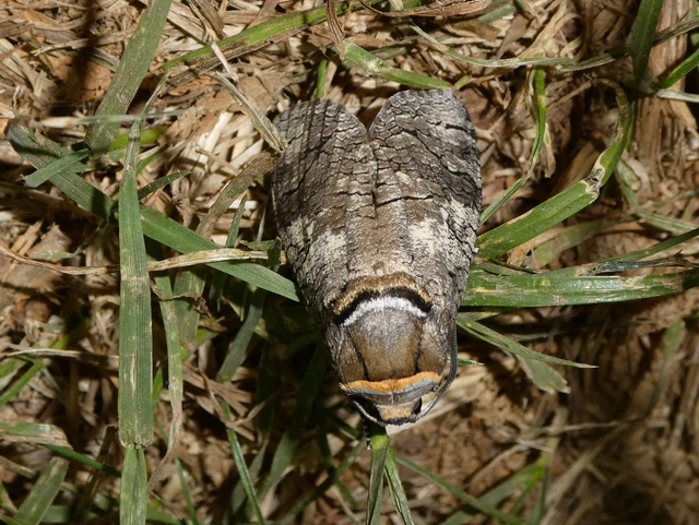 Cossus cossus - fűzfarontólepke