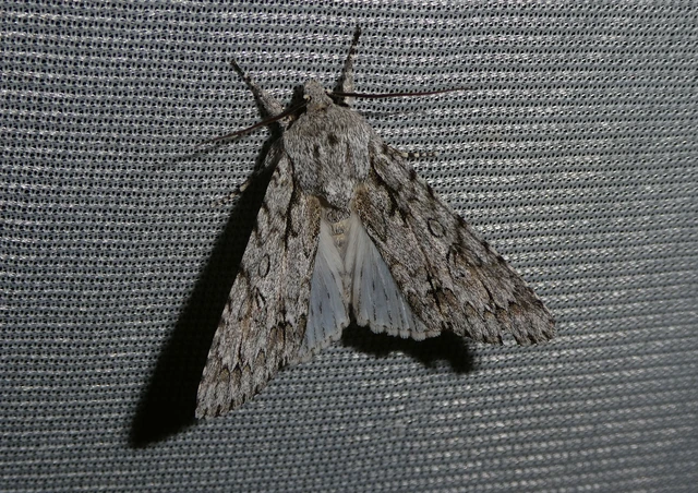 Acronicta aceris - vadgesztenye-szigonyosbagoly