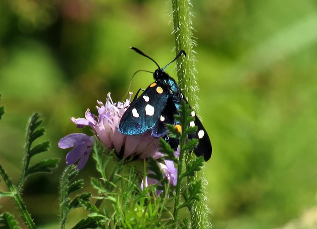 Zygaena ephialtes - változékony csüngőlepke