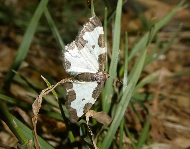 Lomaspilis marginata - szegélyes nyárfaaraszoló