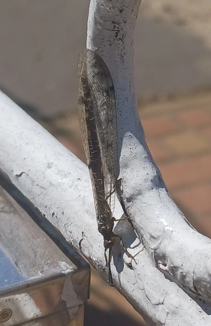 Distoleon tetragrammicus - négyfoltos hangyaleső