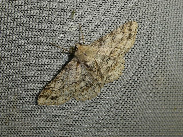 Ascotis selenaria - holdas faaraszoló