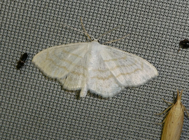 Scopula subpunctaria - törtvonalas sávosaraszoló