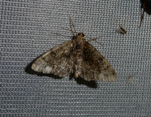 Parectropis similaria - barna zuzmóaraszoló