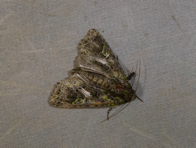 Trachea atriplicis - nyári zöldbagoly