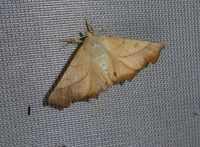 Ennomos fuscantaria - kőris-levélaraszoló