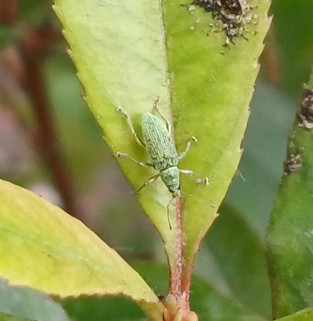 Polydrusus formosus - selymes lombormányos