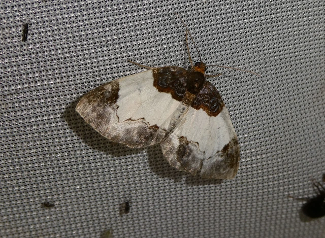 Mesoleuca albicillata - tarka fűzfaaraszoló