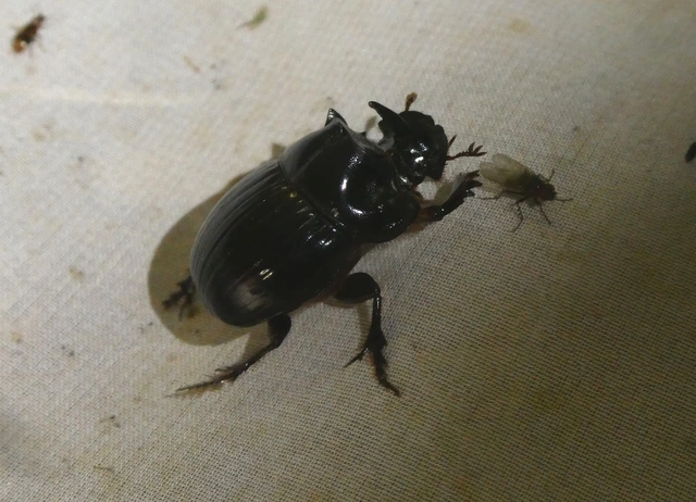 Copris lunaris - közönséges holdszarvú-ganéjtúró