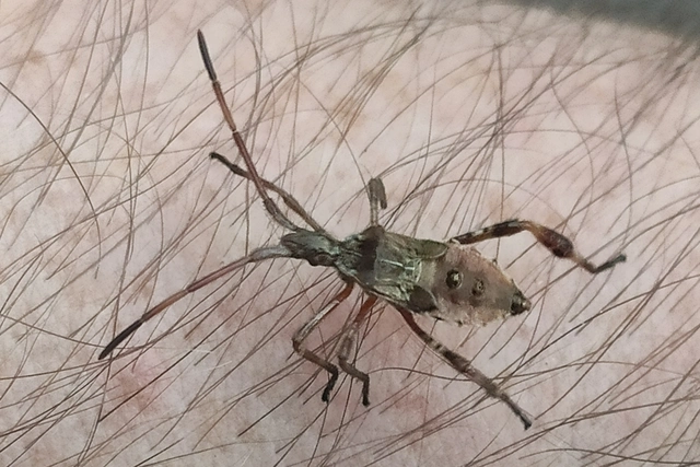 Leptoglossus occidentalis - nyugati levéllábú poloska Leptoglossus occidentalis - nyugati levéllábú poloska