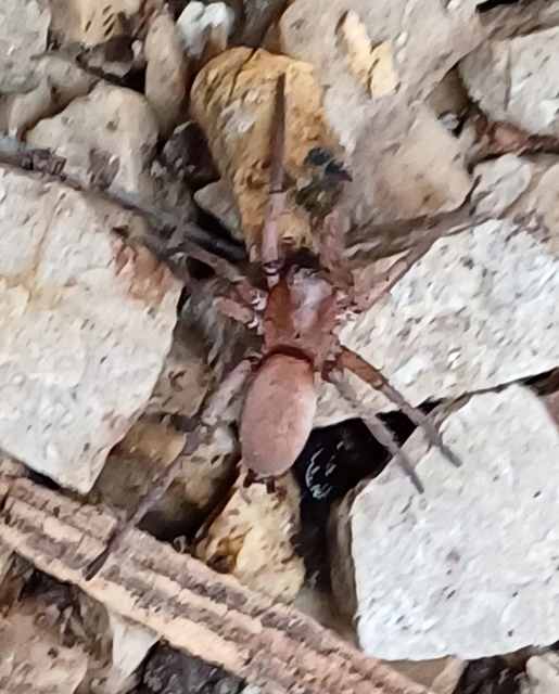 Gnaphosidae - kövipókok