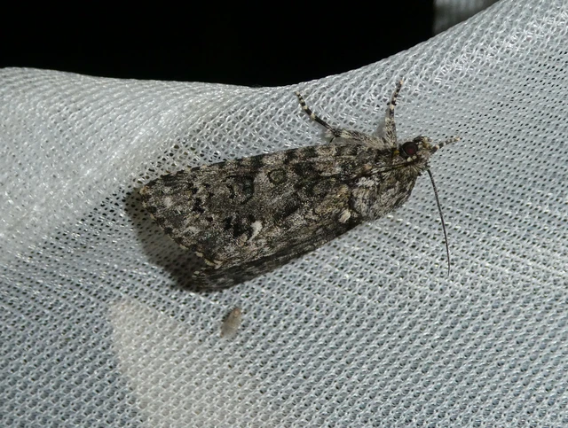Acronicta rumicis - sóska-szigonyosbagoly