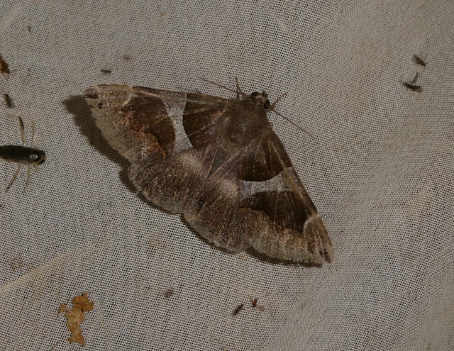 Dysgonia algira - déli porcelánbagoly