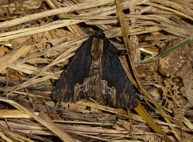 Dypterygia scabriuscula - szurokbarna nyáribagoly
