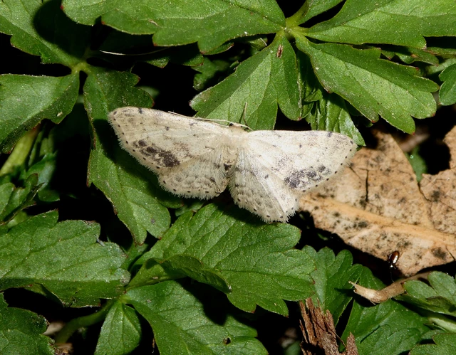 Idaea dimidiata - gyakori apróaraszoló