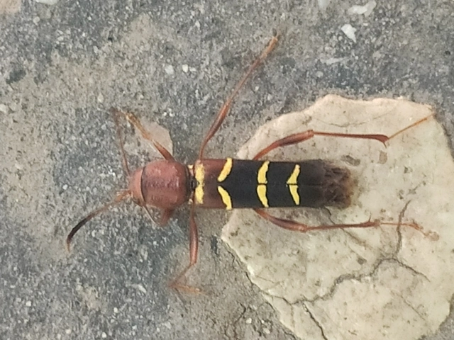 Neoclytus acuminatus - amerikai darázscincér