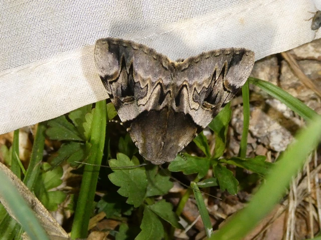 Catocala fulminea - galagonya-övesbagoly