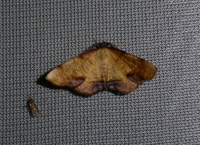 Plagodis dolabraria - baltaszárnyú araszoló