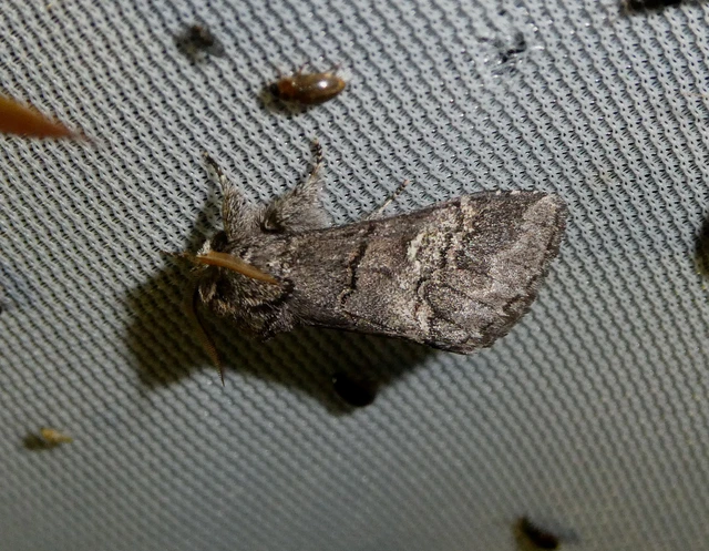 Drymonia querna - tölgyfa-púposszövő