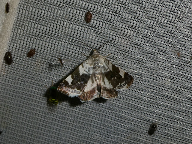 Acontia lucida - fehér nappalibagoly