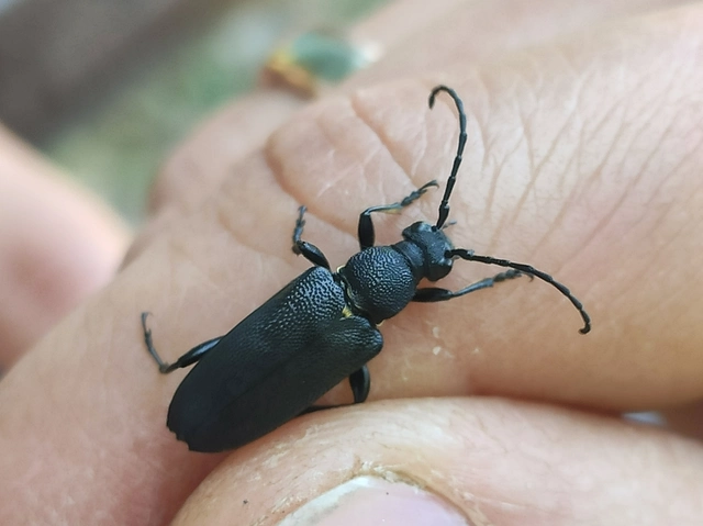 Stictoleptura scutellata - hegyi virágcincér