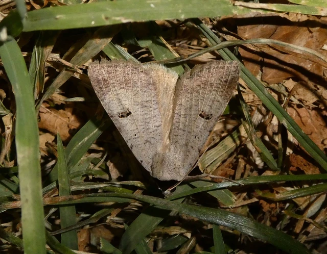 Lygephila craccae - gyakori csüdfűbagoly