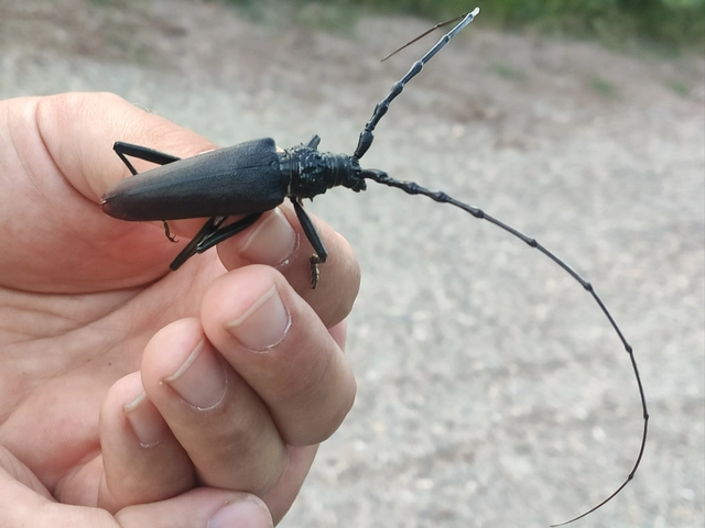 Cerambyx cerdo - nagy hőscincér