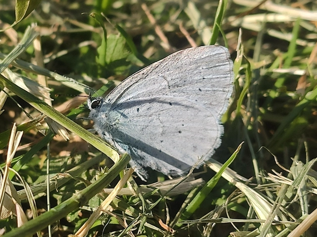 Celastrina argiolus - bengeboglárka