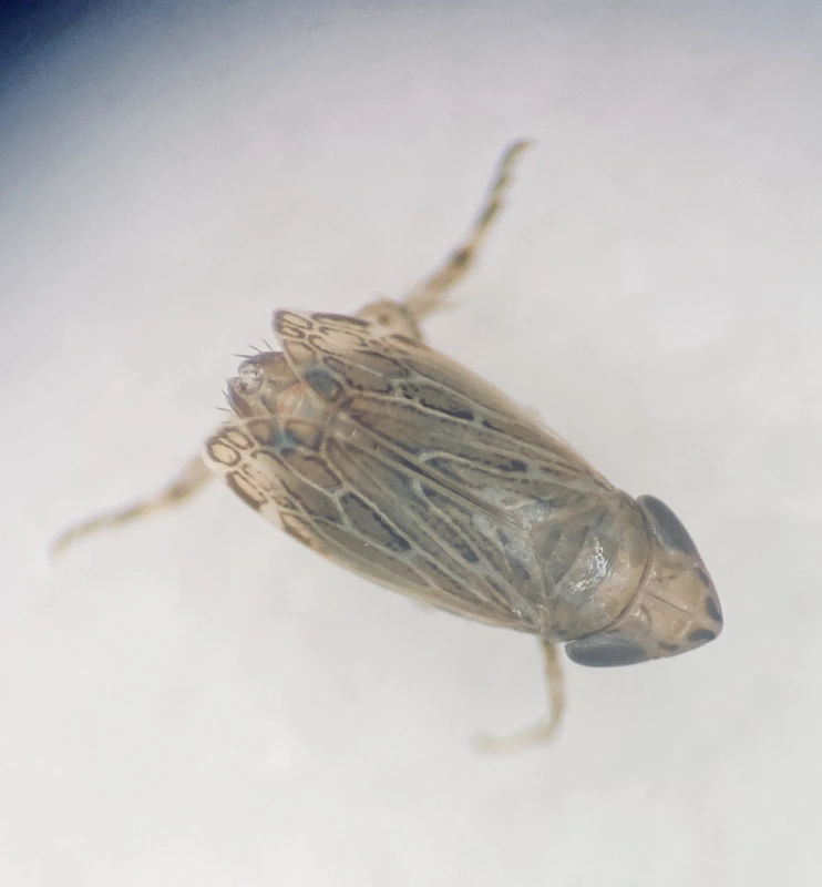 Turrutus socialis