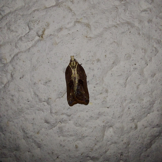 Acleris cristana - pamacsos levélmoly