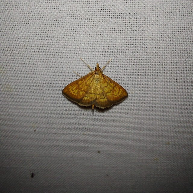 Ecpyrrhorrhoe rubiginalis - rozsdavörös tűzmoly