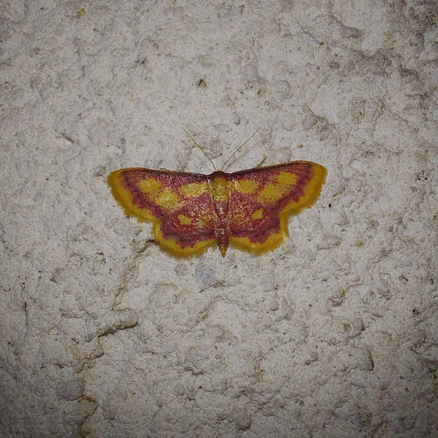 Idaea muricata - mocsári pirosaraszoló
