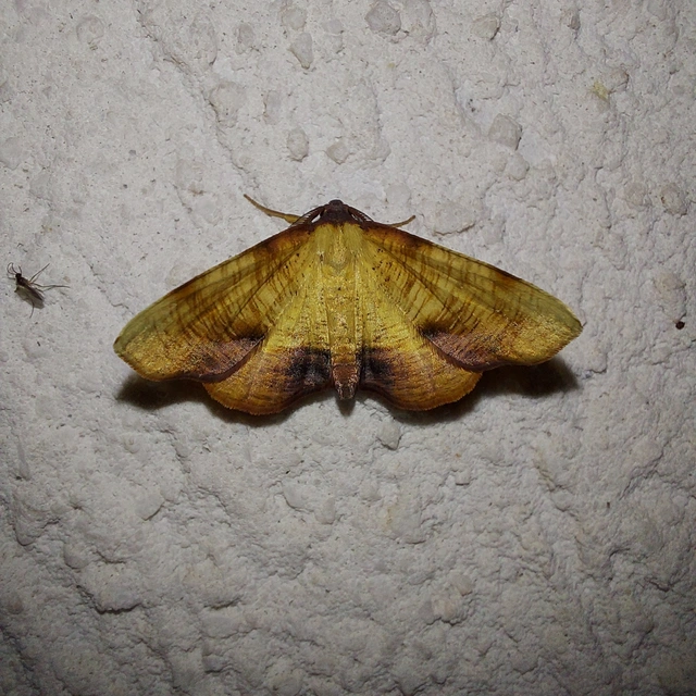 Plagodis dolabraria - baltaszárnyú araszoló