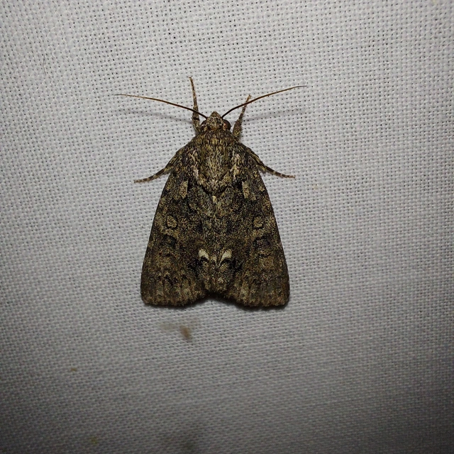 Acronicta rumicis - sóska-szigonyosbagoly