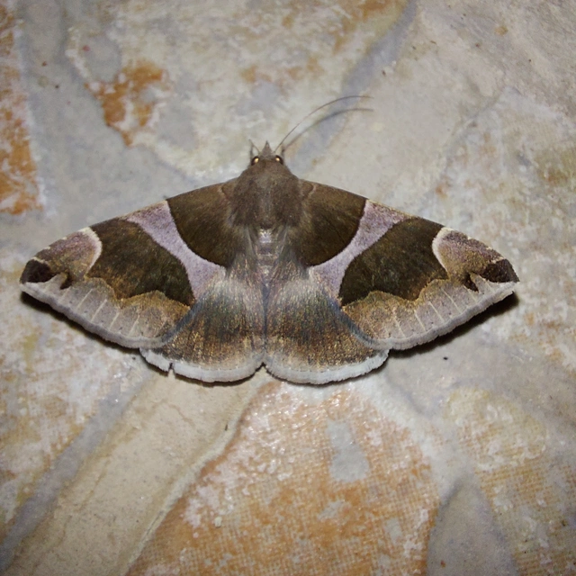 Dysgonia algira - déli porcelánbagoly